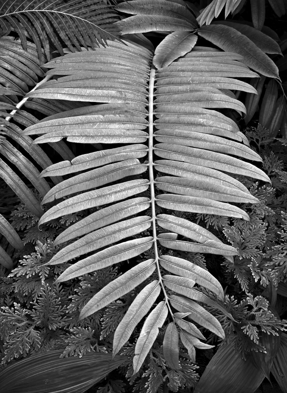 FairchildGardens01